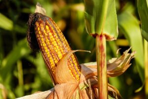 Food Crops Link the World
